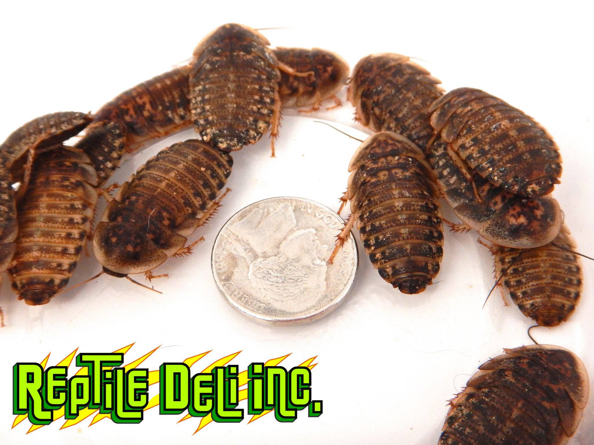 Live Dubia Roaches For Sale: Reptile Deli – Reptile Deli Inc.